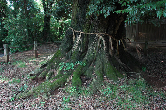 Castanopsis cuspidata