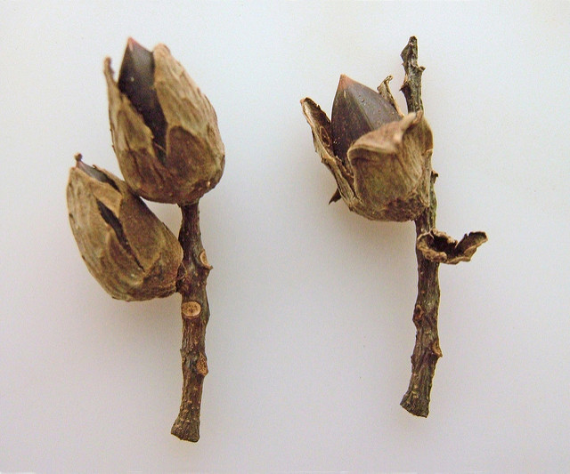 Castanopsis cuspidata (Castanopsis cuspidata)