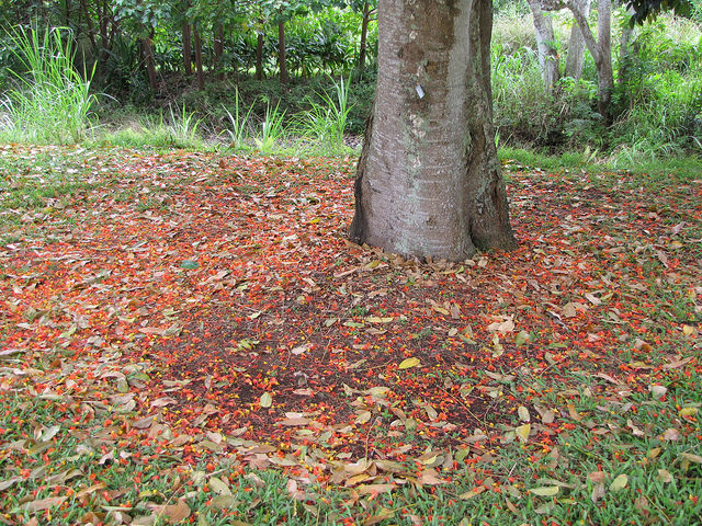 Castanospermum australe
