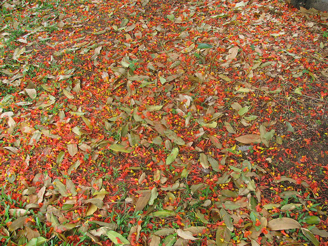 Castanospermum australe