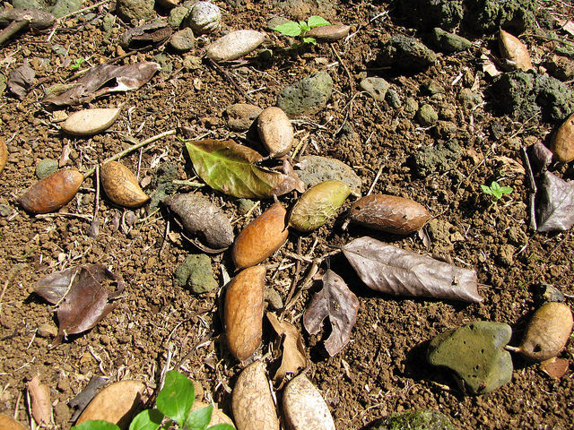 Castanospermum australe