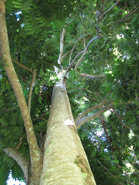 Castanospermum australe