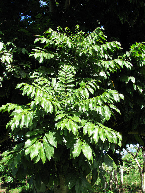 Castanospermum australe