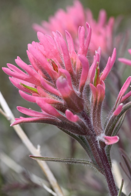 Castilleja angustifolia (Castilleja angustifolia)