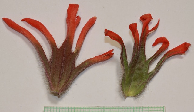 Castilleja angustifolia