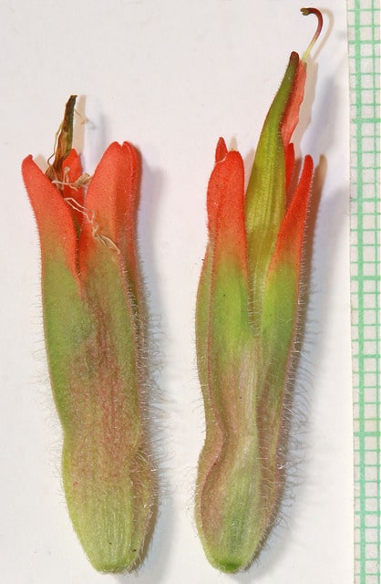 Castilleja angustifolia