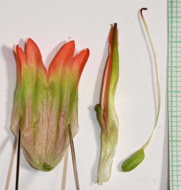 Castilleja angustifolia
