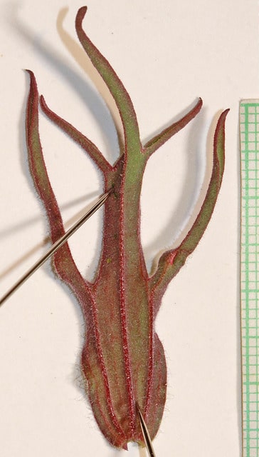 Castilleja angustifolia