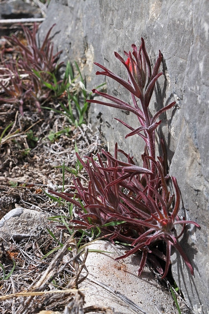 Castilleja angustifolia