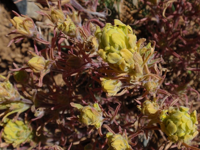 Castilleja arachnoidea