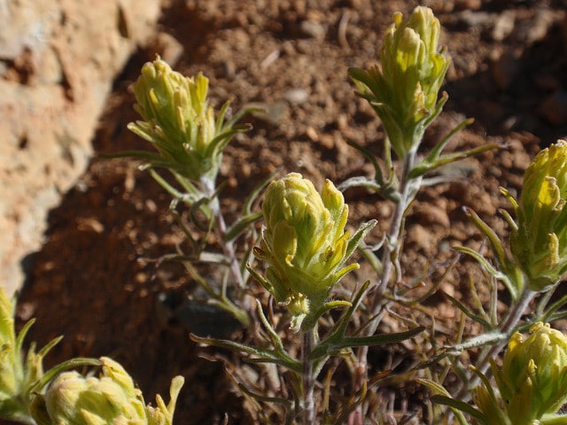 Castilleja arachnoidea