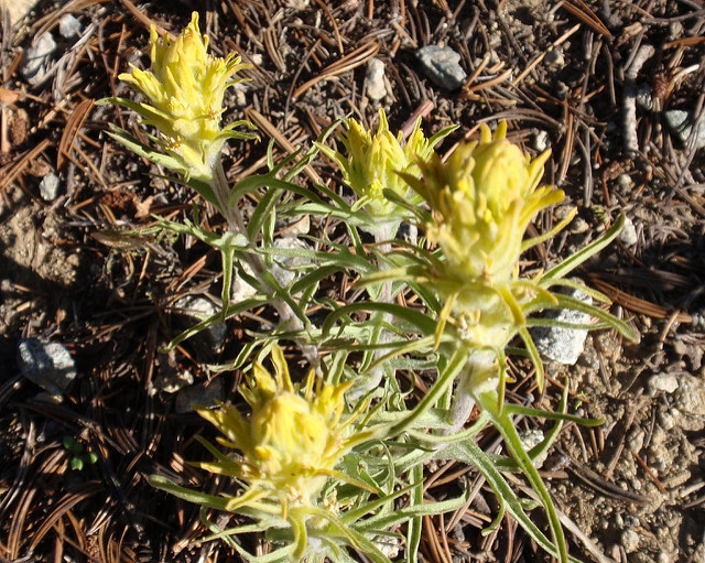 Castilleja arachnoidea