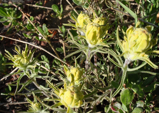 Castilleja arachnoidea