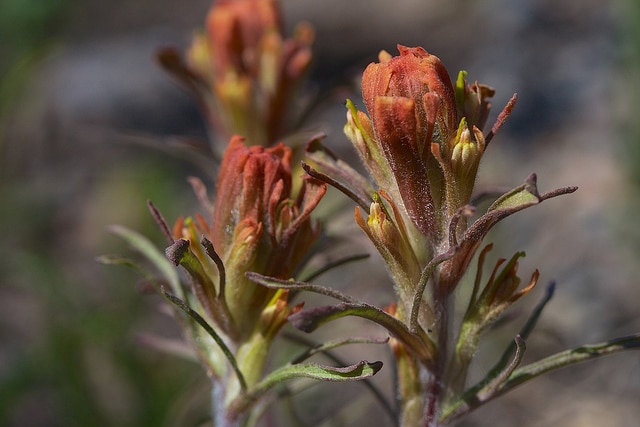 Castilleja arachnoidea