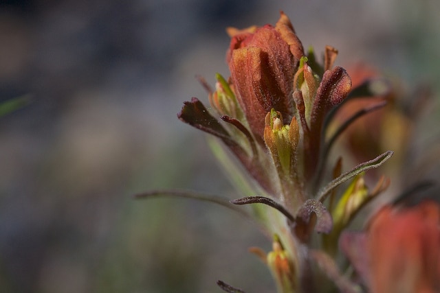 Castilleja arachnoidea (Castilleja arachnoidea)