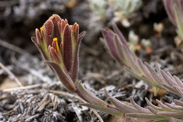 Castilleja cinerea