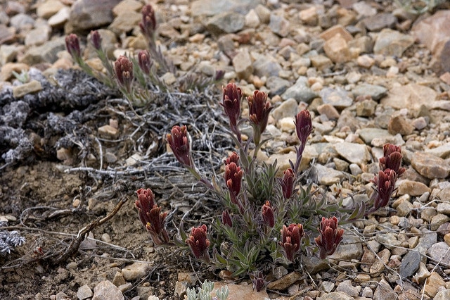 Castilleja cinerea