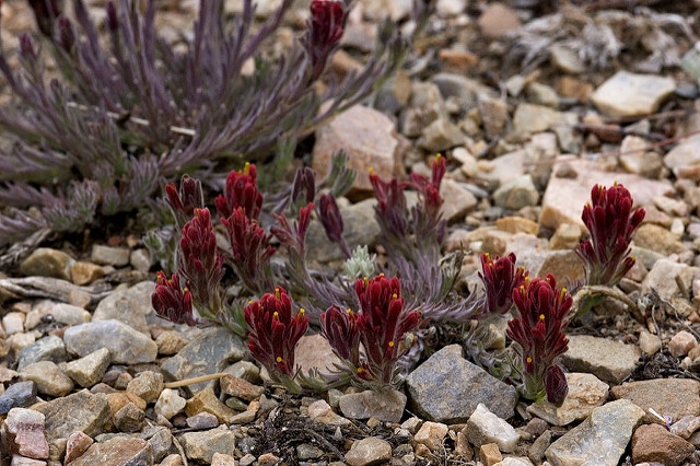 Castilleja cinerea (Castilleja cinerea)