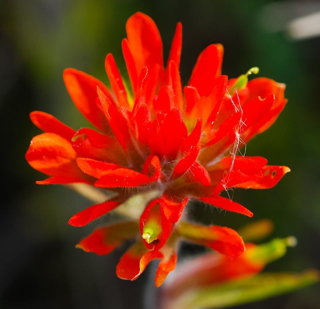 Castilleja coccinea