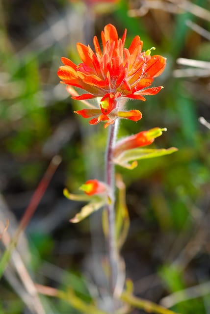 Castilleja coccinea