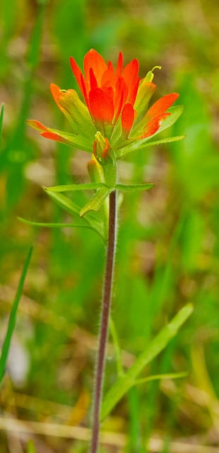 Castilleja coccinea
