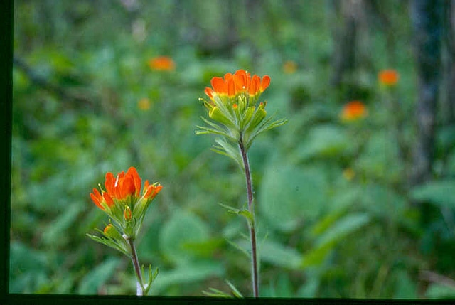 Castilleja coccinea