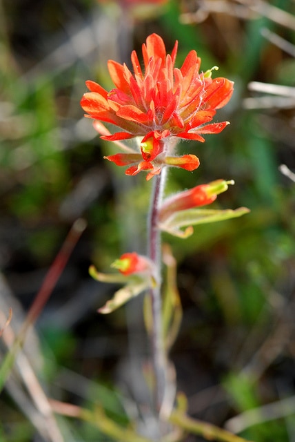 Castilleja coccinea