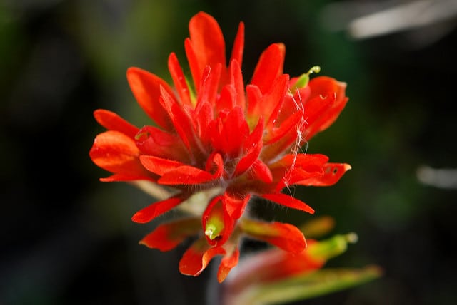 Castilleja coccinea