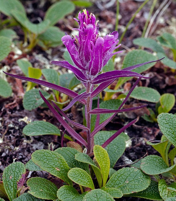 Castilleja elegans (Castilleja elegans)