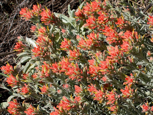 Castilleja foliolosa