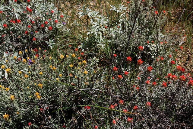 Castilleja foliolosa
