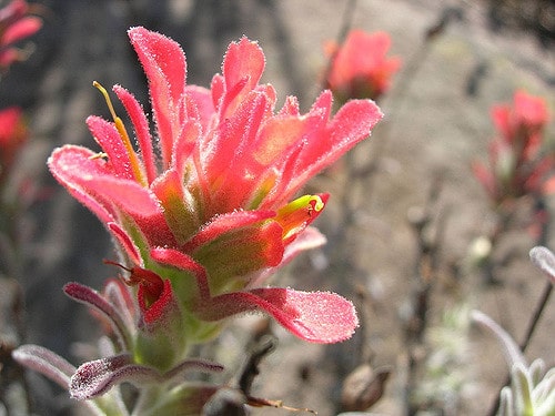 Castilleja foliolosa