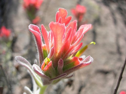 Castilleja foliolosa