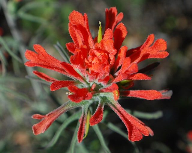 Castilleja foliolosa