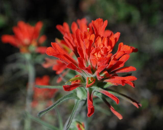 Castilleja foliolosa (Castilleja foliolosa)