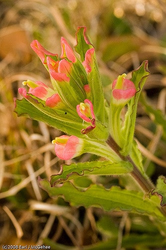 Castilleja indivisa
