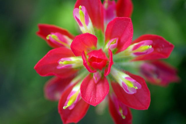 Castilleja indivisa