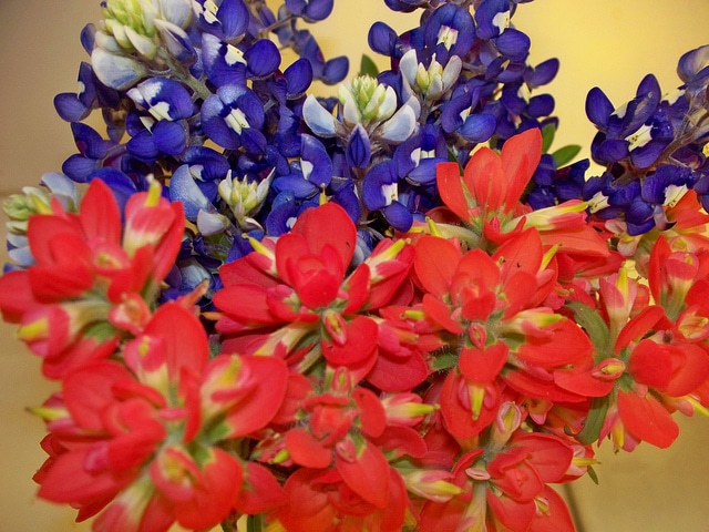 Castilleja indivisa