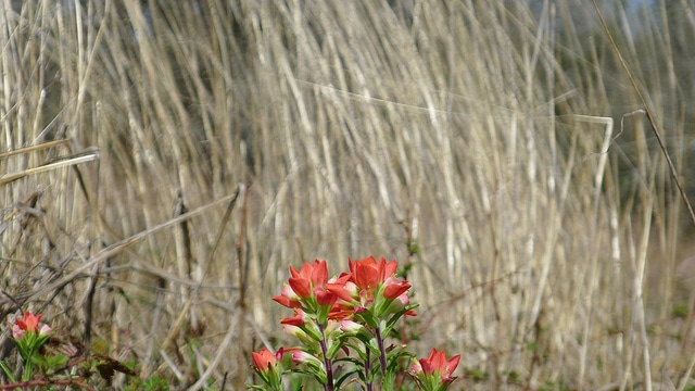 Castilleja indivisa