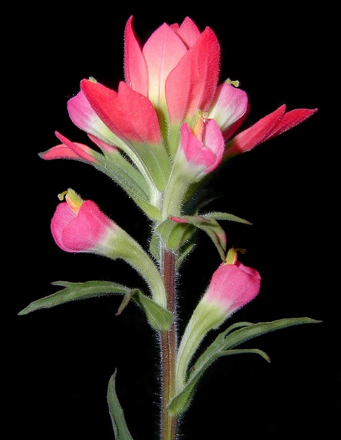 Castilleja indivisa