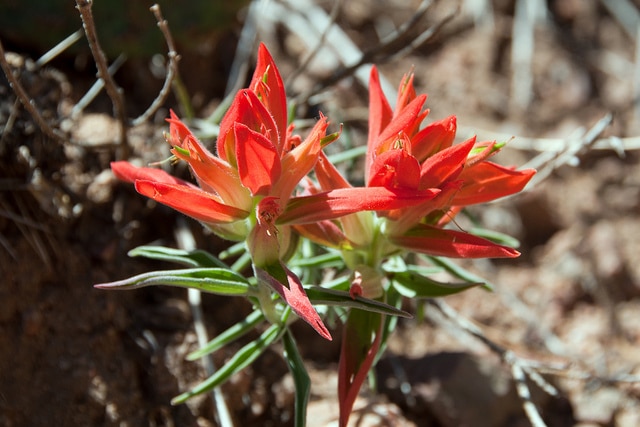 Castilleja integra (Castilleja integra)