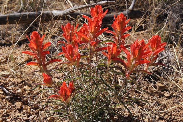 Castilleja integra