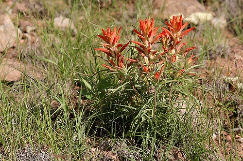 Castilleja integra