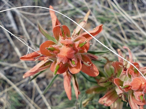 Castilleja integra