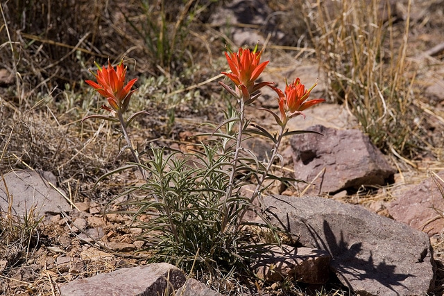 Castilleja integra