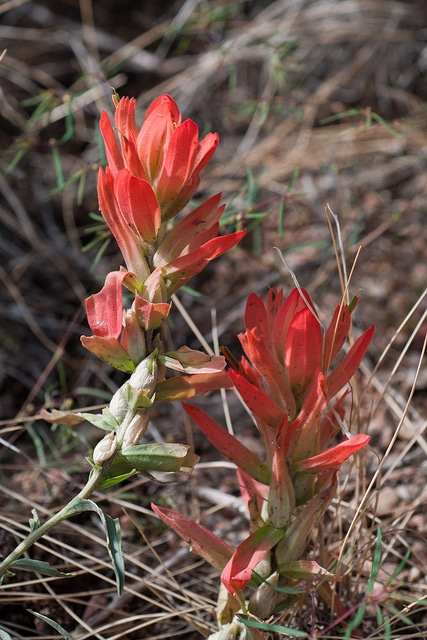 Castilleja integra
