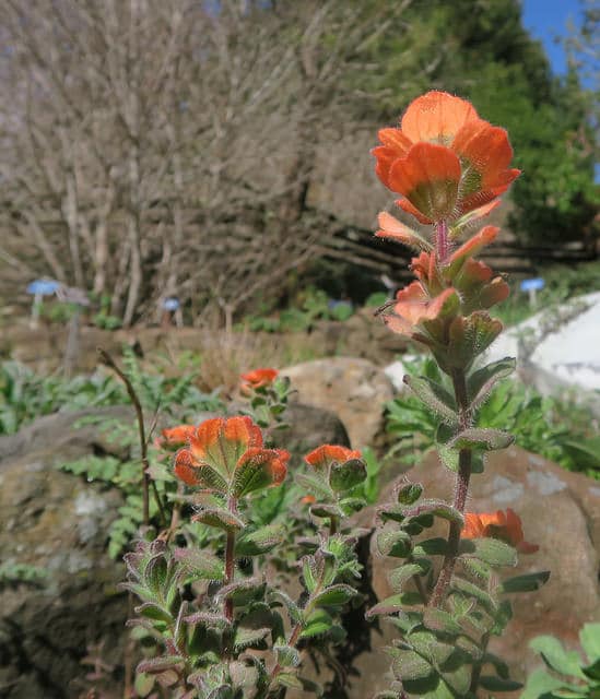 Castilleja latifolia