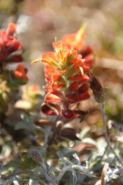 Castilleja latifolia