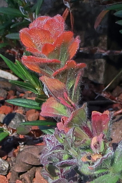 Castilleja latifolia