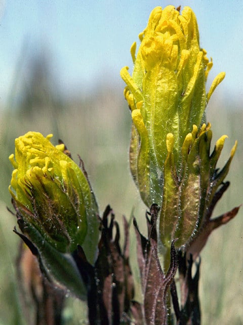 Castilléjie dorée (Castilleja levisecta)